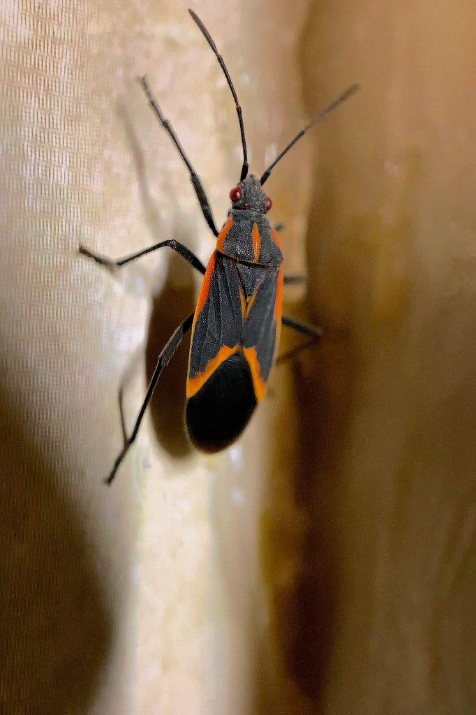 pest control elder bugs | Box Pest