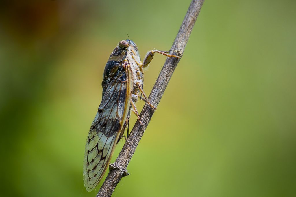 Pest control termites | Box Pest