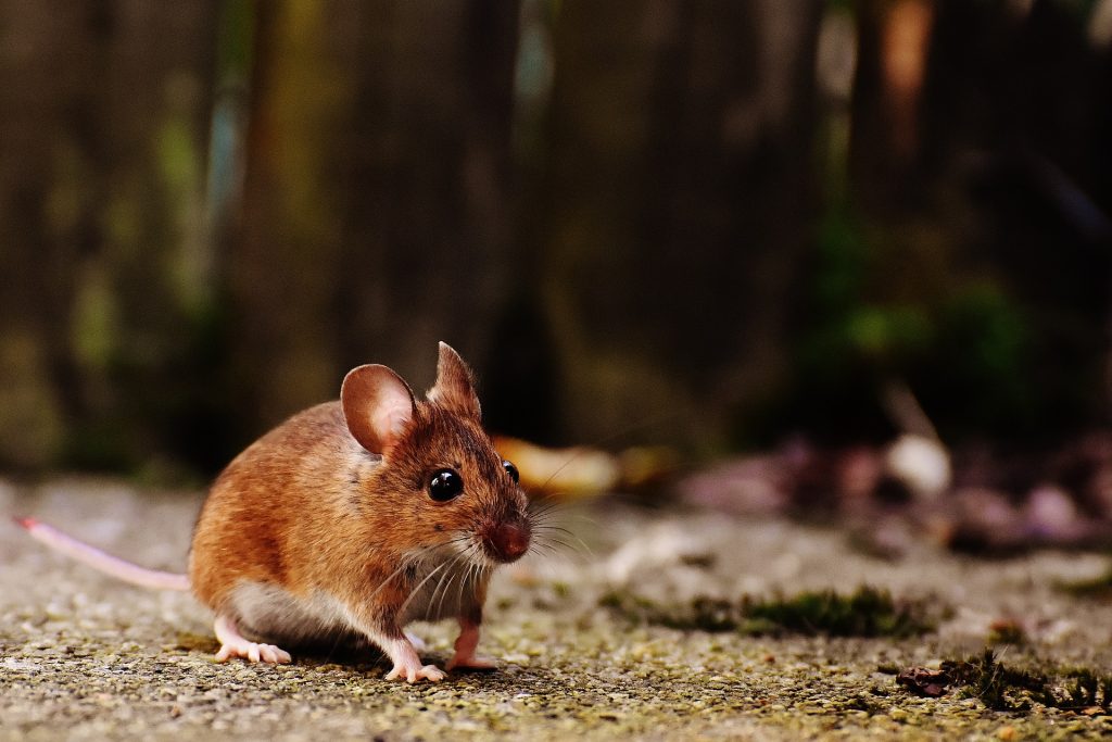 Pest control rodents | Box Pest