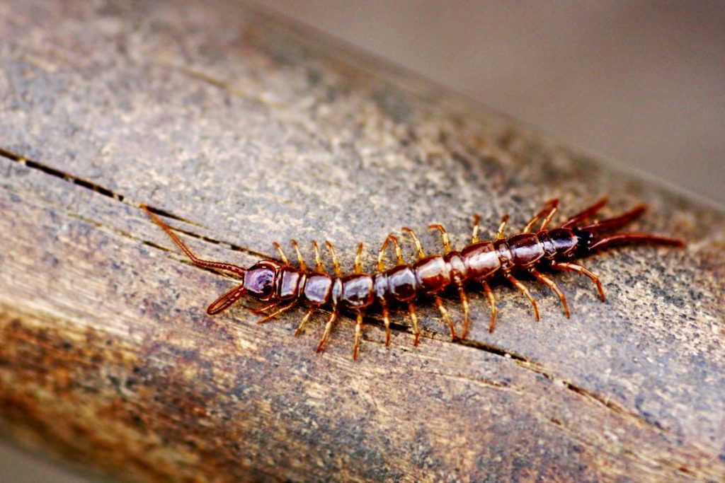 pest control centipedes | Box Pest