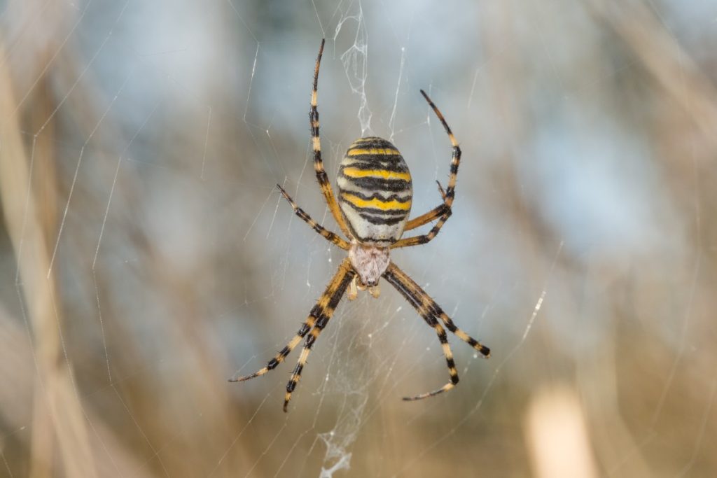 Pest control spiders | Box Pest