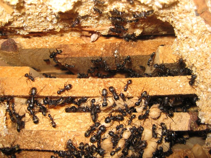 Carpenter ant removal | 