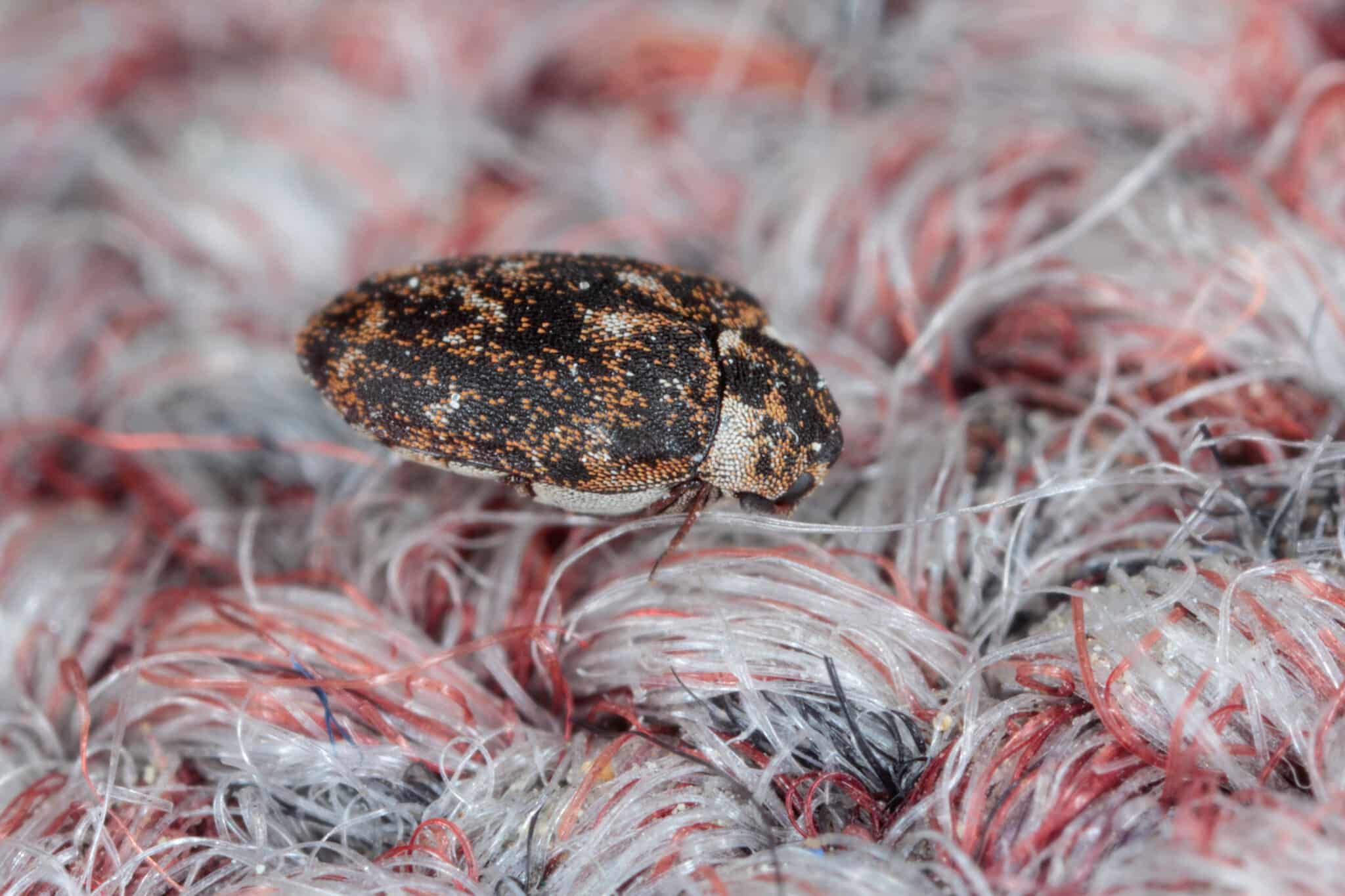 Carpet beetle extermination | 