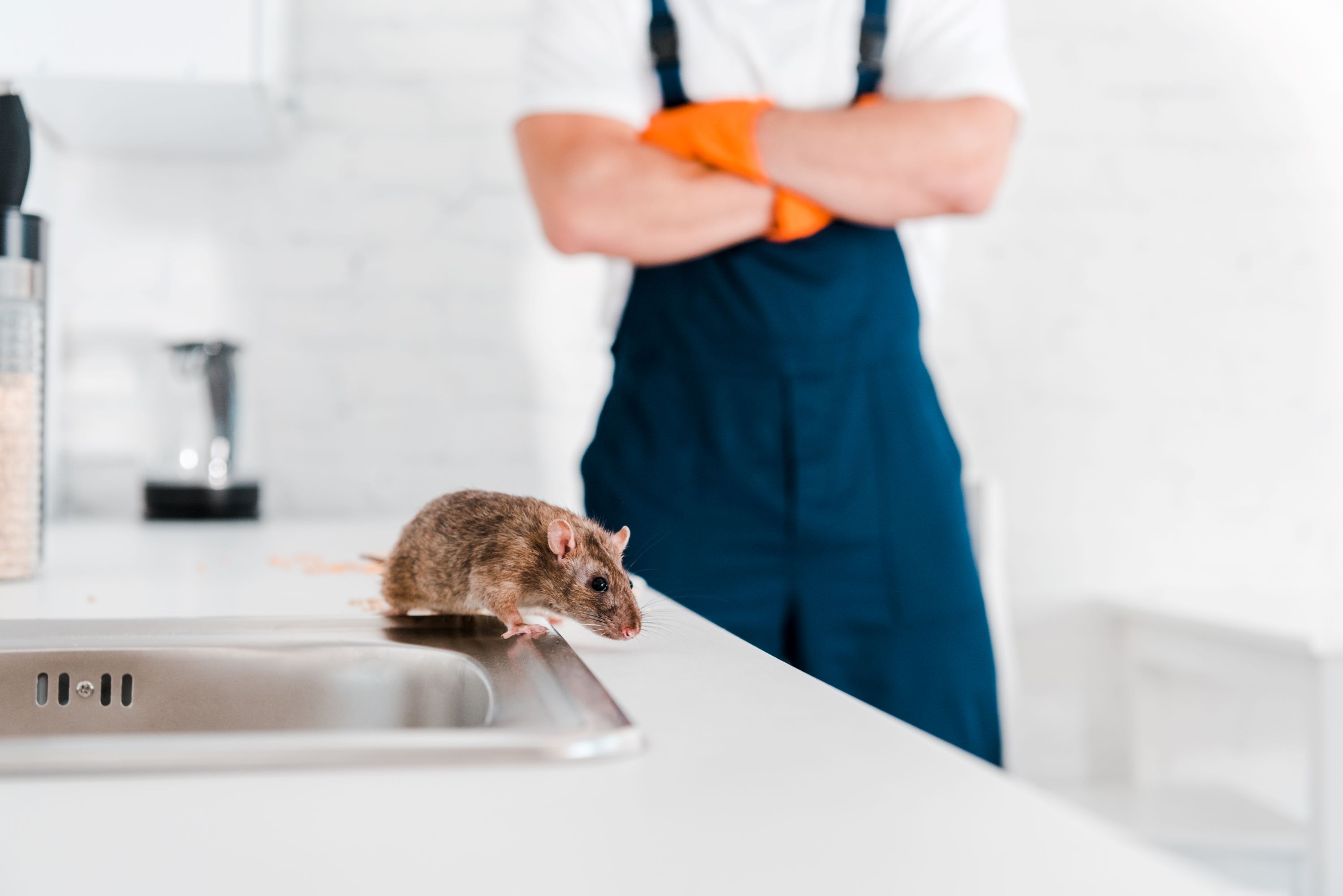 Say Goodbye to Rodents in Your Walls with These Simple Solutions | 