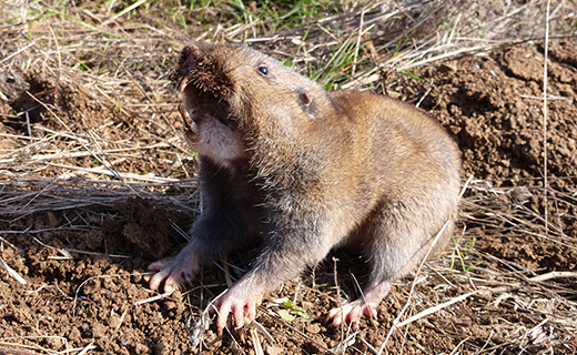 Mole and gopher control | 