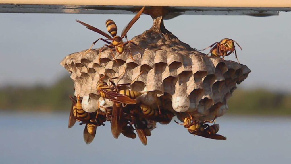 Wasp and hornet removal | 