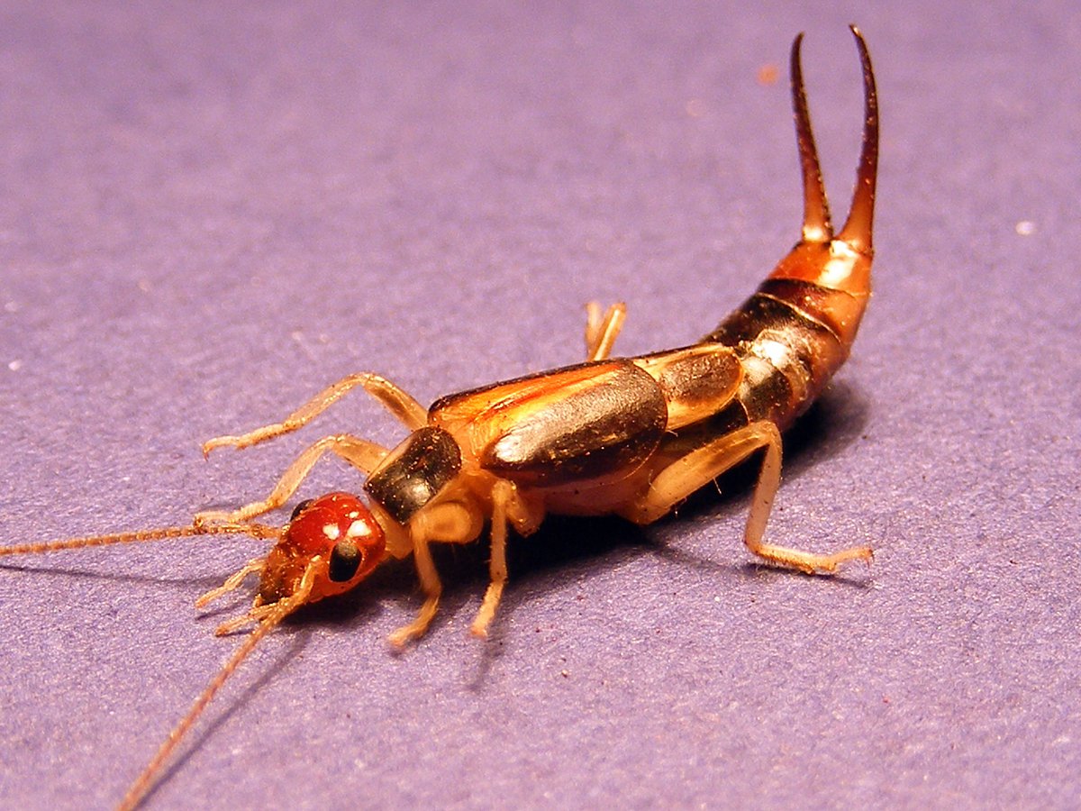 Earwig extermination | 