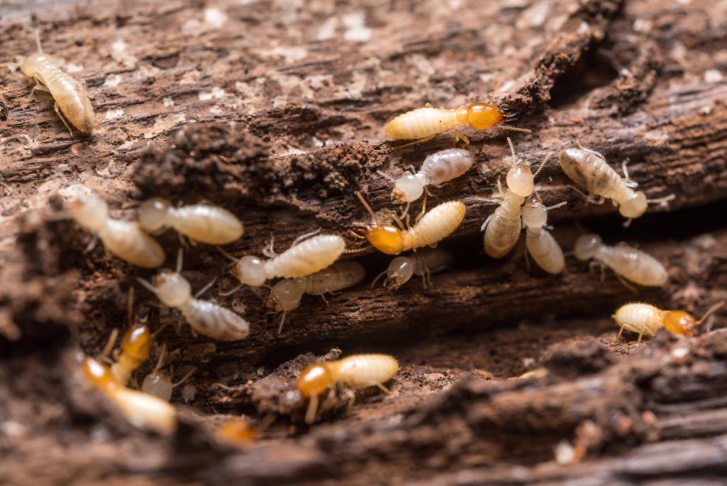 Termite treatment and prevention | 