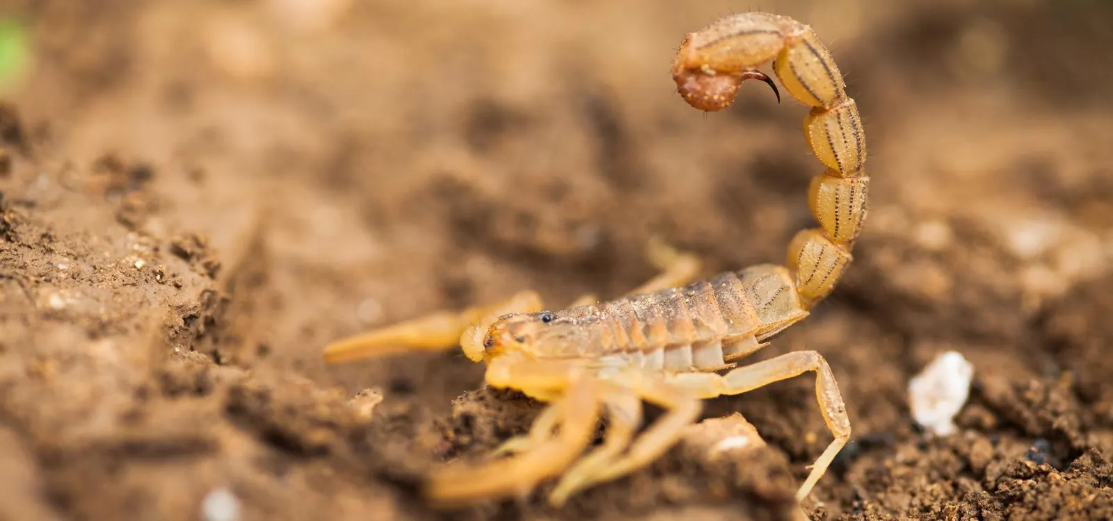 Scorpion control | 