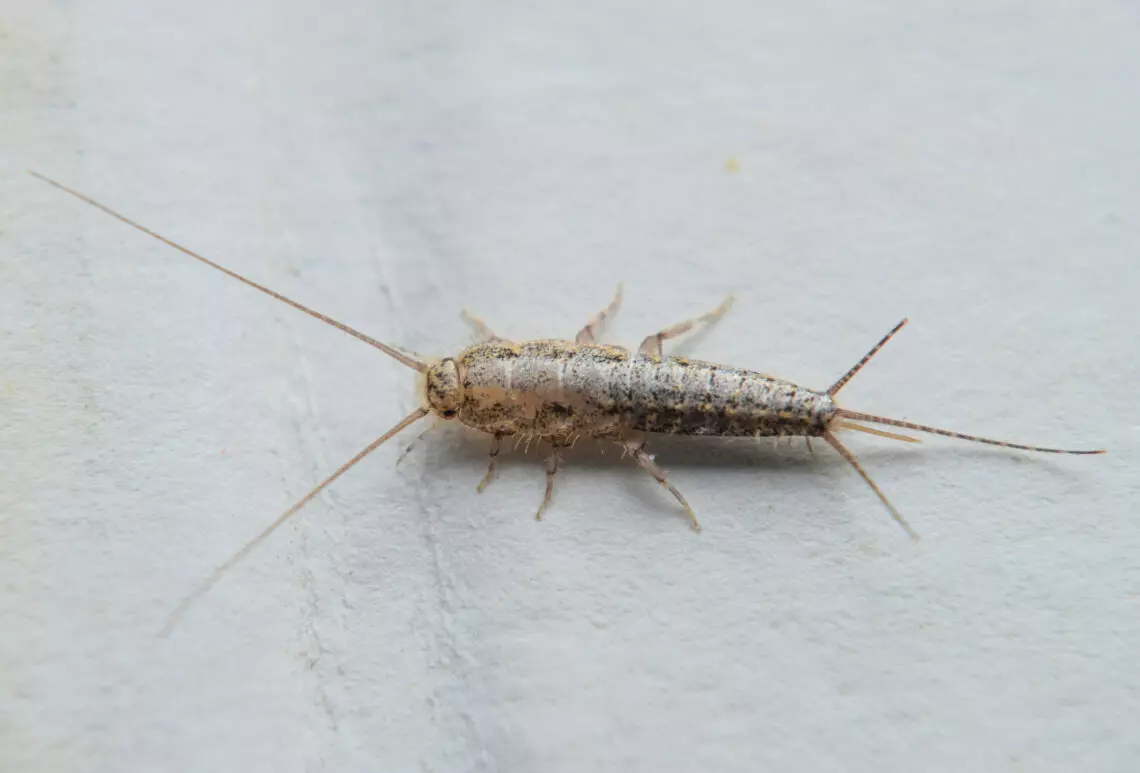 Silverfish control | 